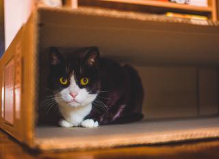 How to Tell When a Cat Is Sick