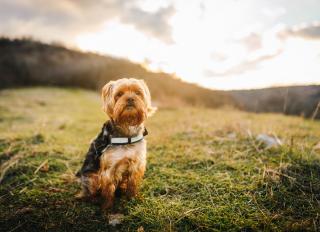 Dog Constipation: Causes and Treatment