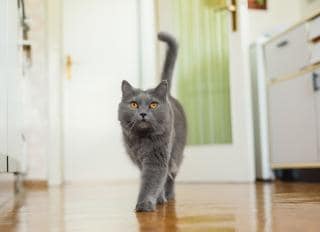 5 Ways Indoor Cats Can Get Fleas