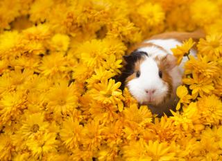 How to Care for Your Guinea Pig