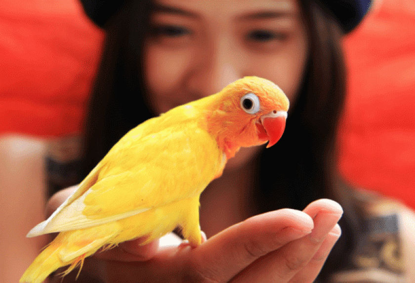 kinds of pet birds