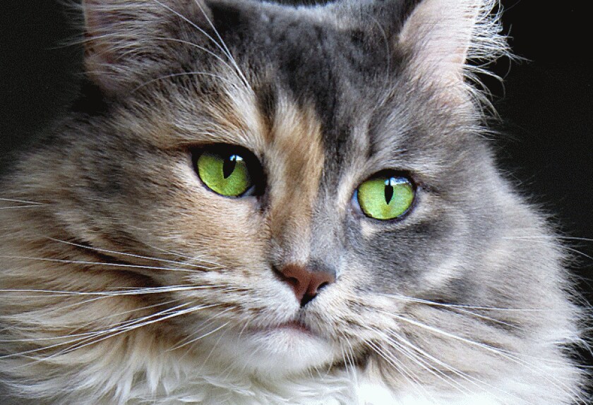 Cat Eye Conditions and Diseases PetMD