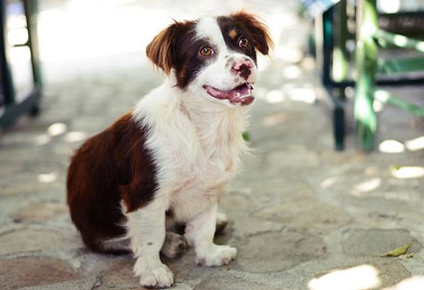 Testing Dogs Intelligence 2025