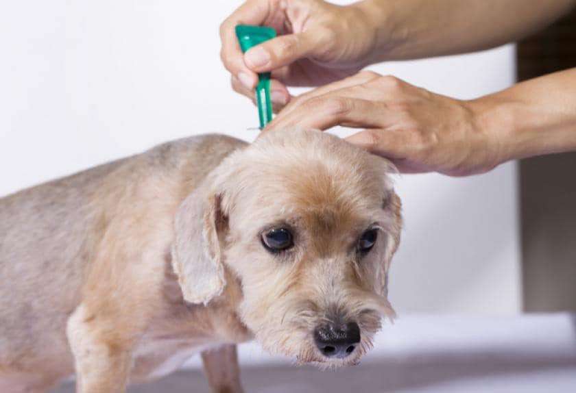 How to Tell if Your Pet’s Flea Preventive is Not Working Can Flea