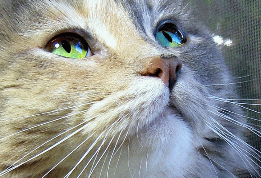 Cat Eye Conditions and Diseases PetMD