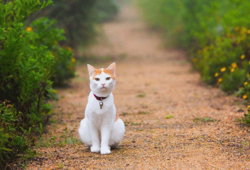 Seven Gastrointestinal Problems in Cats GI Diseases in Cats PetMD