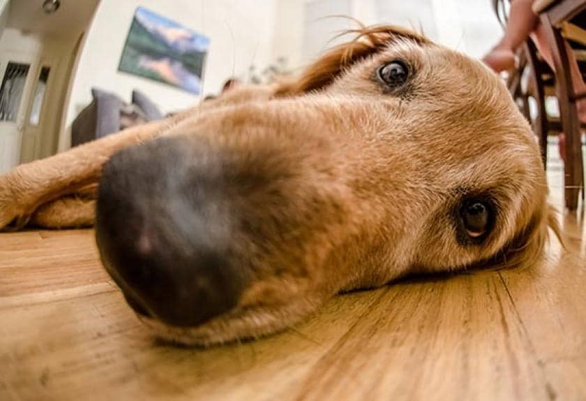 Canine Distemper Symptoms and Prevention | PetMD