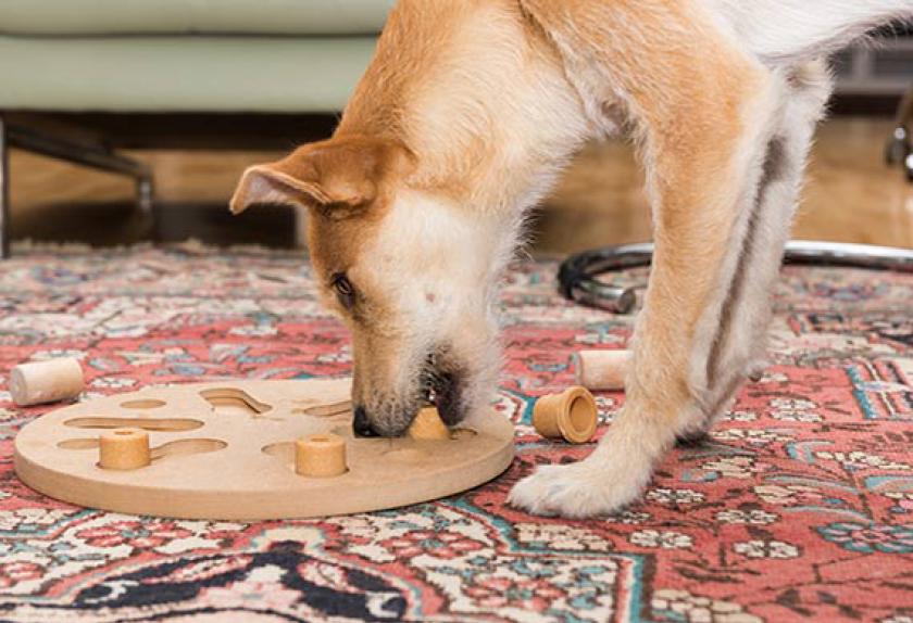 How to Tell if Your Dog is Intelligent PetMD