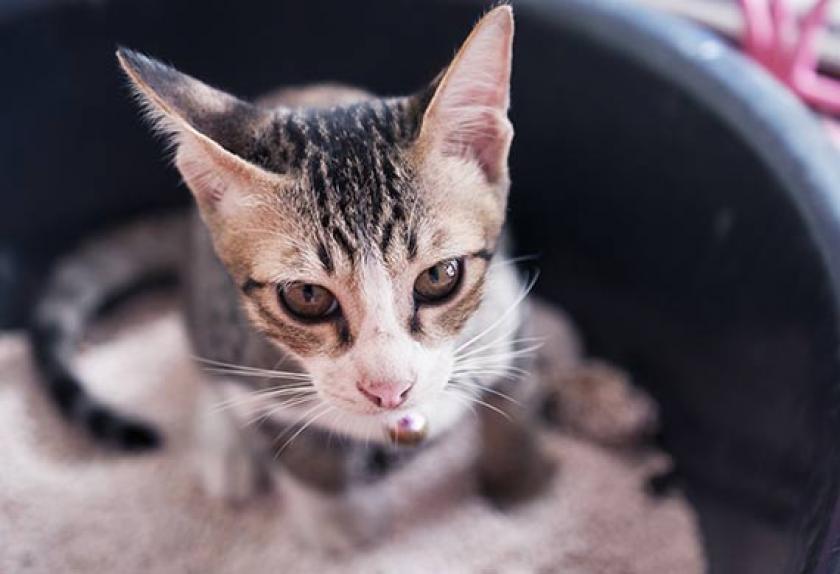 5 Signs of Kidney Disease in Cats PetMD