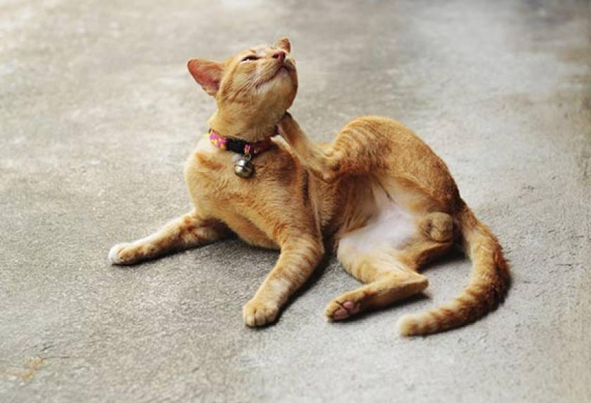 5 Rare Cat Diseases PetMD