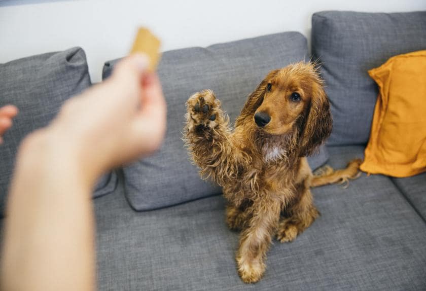 cocker spaniel licking paws