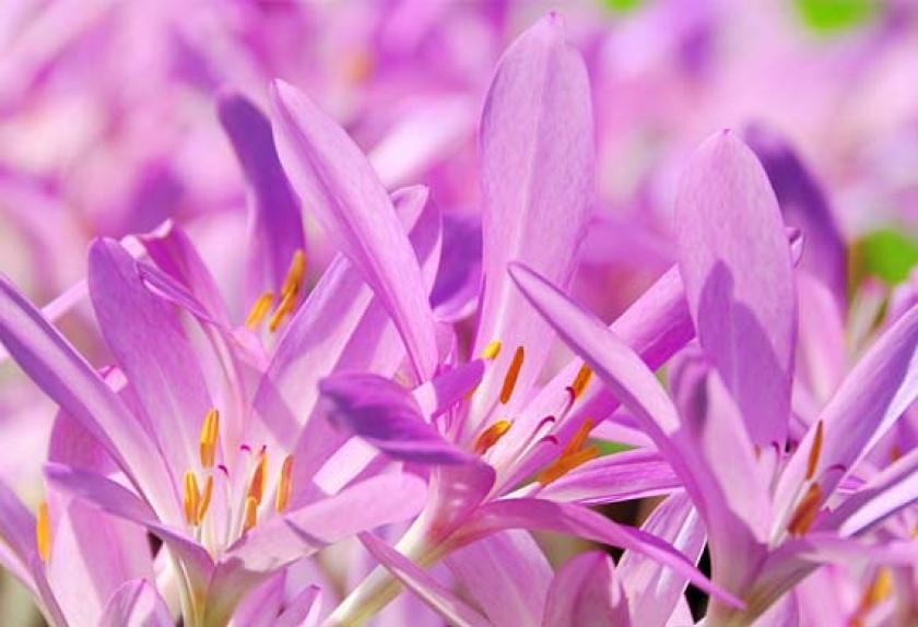 10 Common Poisonous Plants for Cats PetMD