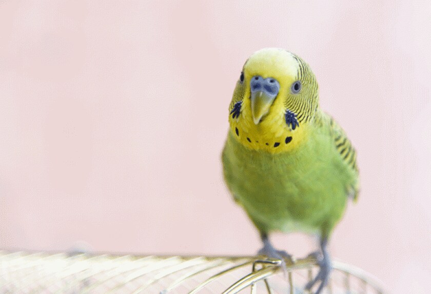 Most Popular Pet Birds PetMD