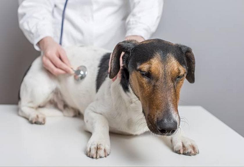 Canine Distemper Symptoms and Prevention PetMD