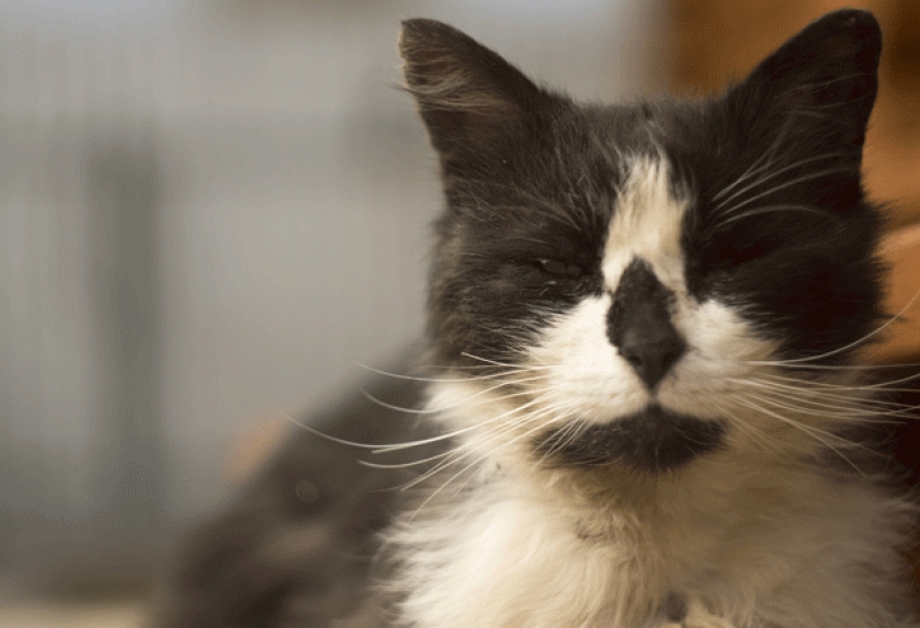 Cat Eye Conditions and Diseases PetMD