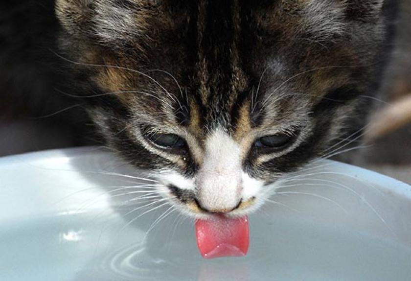 How to Make Sure Your Cat is Drinking Enough Water PetMD