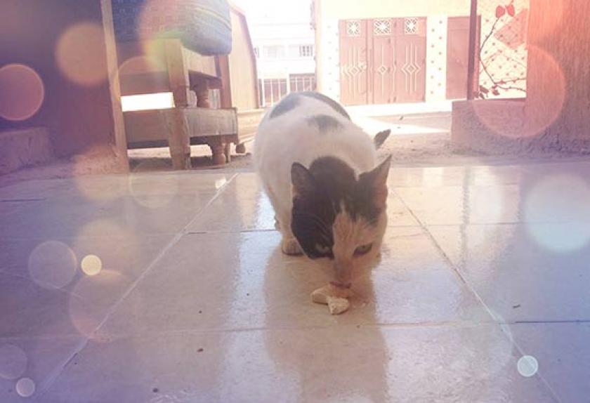 5 Rare Cat Diseases PetMD