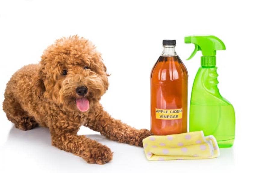 white vinegar and water for dogs