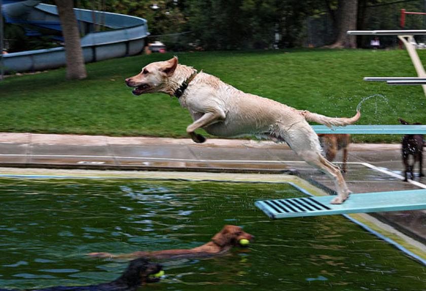 Top Ten Water Sports for Dogs PetMD