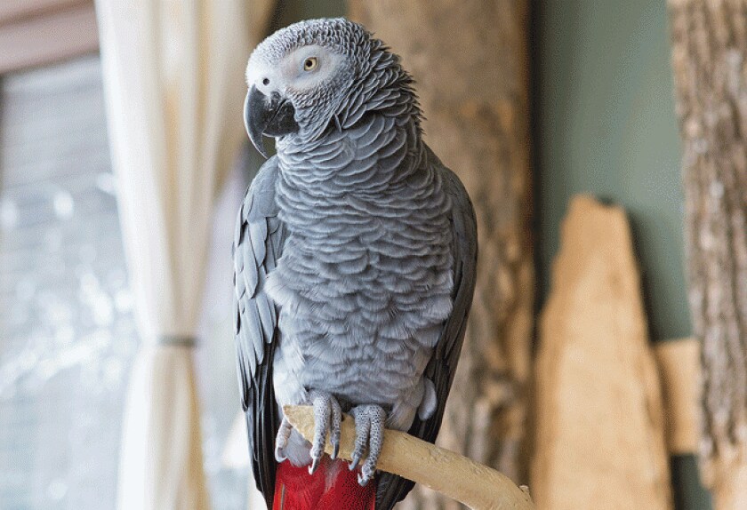 Most Popular Pet Birds PetMD