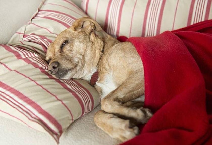 Canine Distemper Symptoms and Prevention PetMD