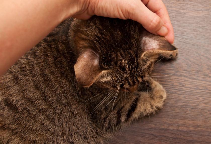 How to Tell if Your Pet’s Flea Preventive is Not Working Can Flea