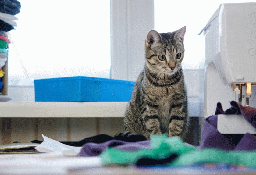 Seven Gastrointestinal Problems in Cats GI Diseases in Cats PetMD