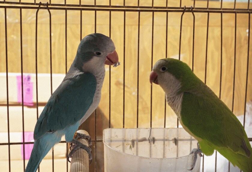 Most Popular Pet Birds PetMD