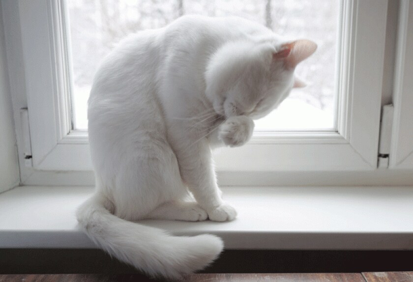 Cat Eye Conditions and Diseases PetMD