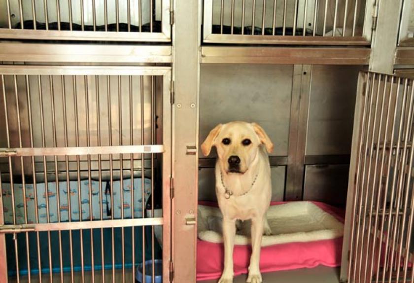 Symptoms of Kennel Cough in Dogs PetMD