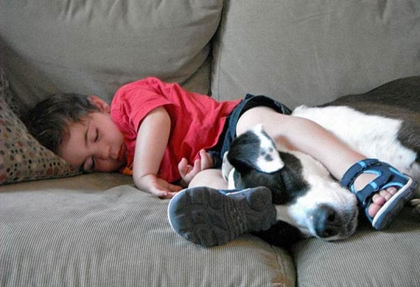 dogs are like children