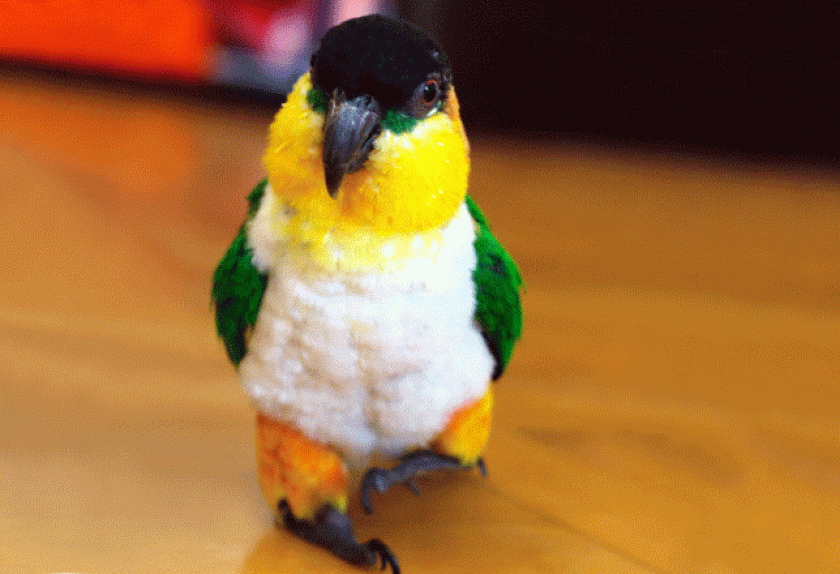 Most Popular Pet Birds PetMD