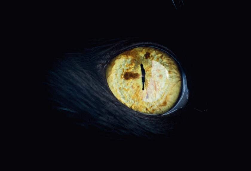 Cat Eye Conditions and Diseases PetMD
