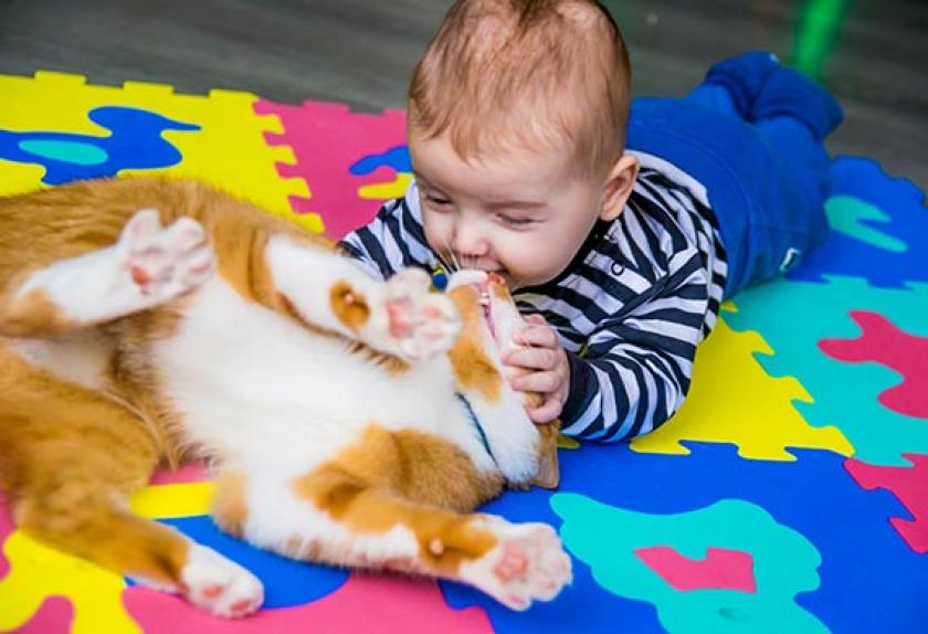 Why Your Cat is Peeing on Your Bed PetMD