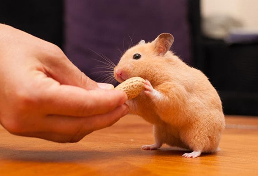 good small pets for college students