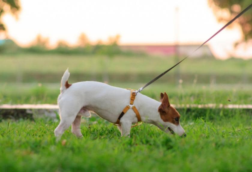 What to Do When a Dog is Constipated 5 Ways to Help a Constipated Dog