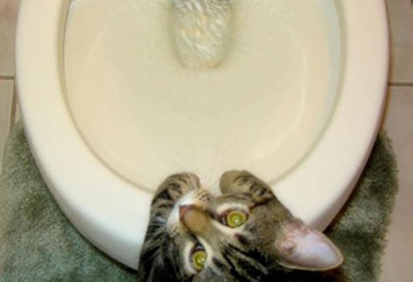 5 Signs Your Cat Has Urinary Tract Disease PetMD