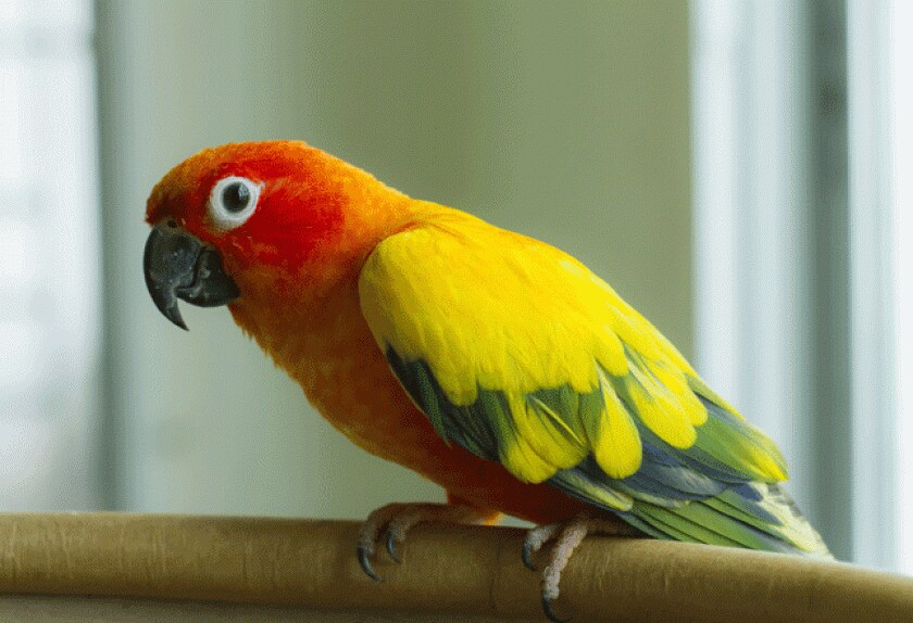 kinds of pet birds