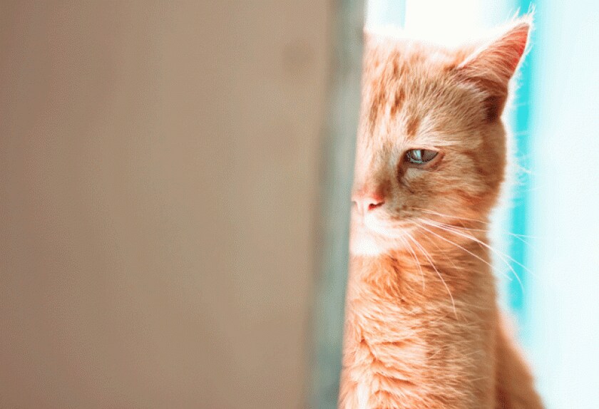 Cat Eye Conditions and Diseases PetMD