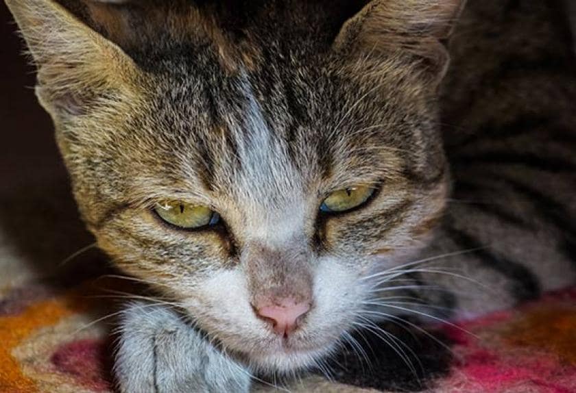 5 Signs of Kidney Disease in Cats PetMD