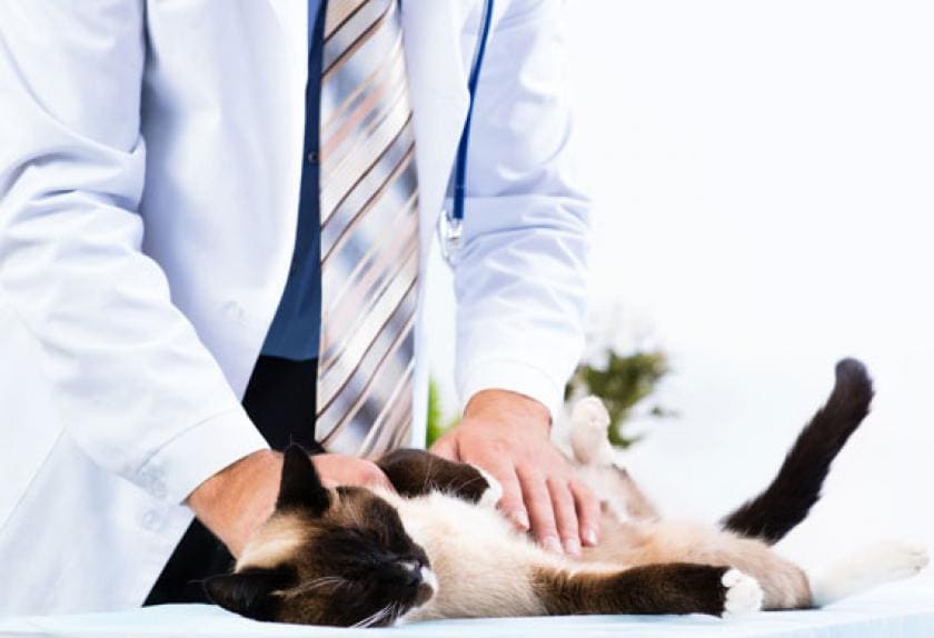 5 Signs Your Cat Has Urinary Tract Disease PetMD