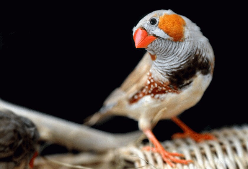 Most Popular Pet Birds PetMD