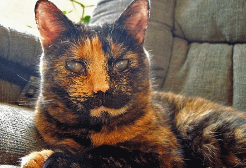 Cat Eye Conditions and Diseases PetMD