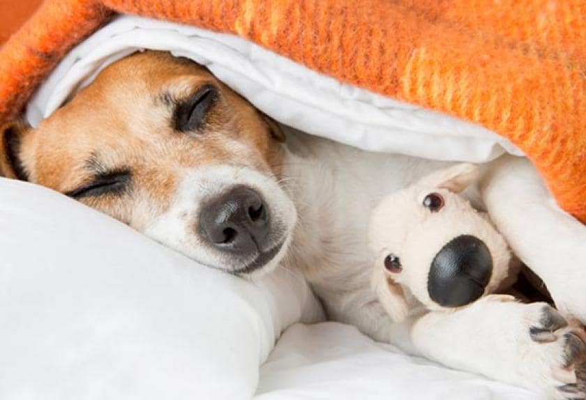 can you give a cold to a dog