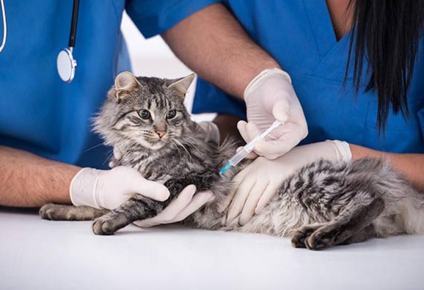 The Five Vaccines Your Cat Needs the Most PetMD