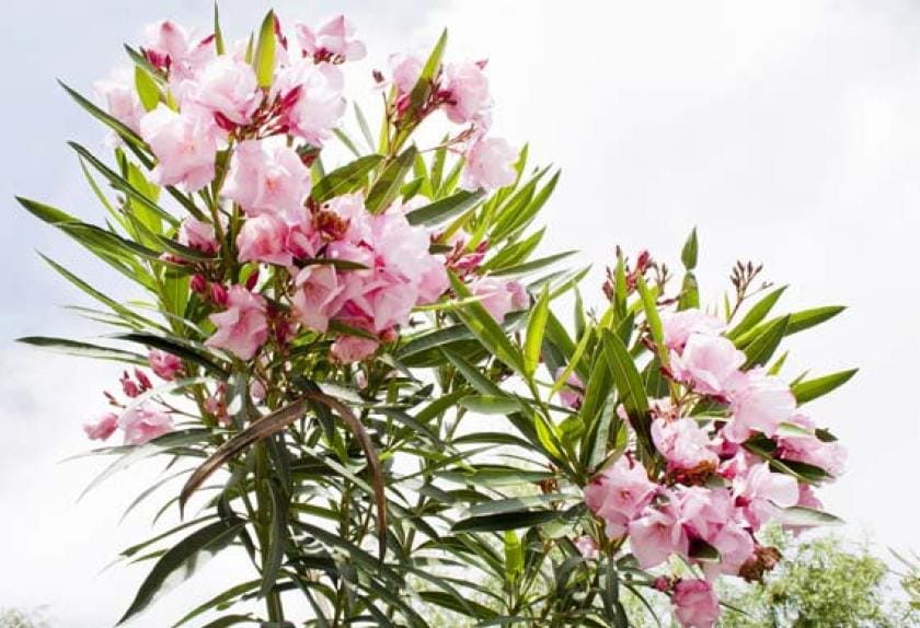 10 Common Poisonous Plants for Cats PetMD