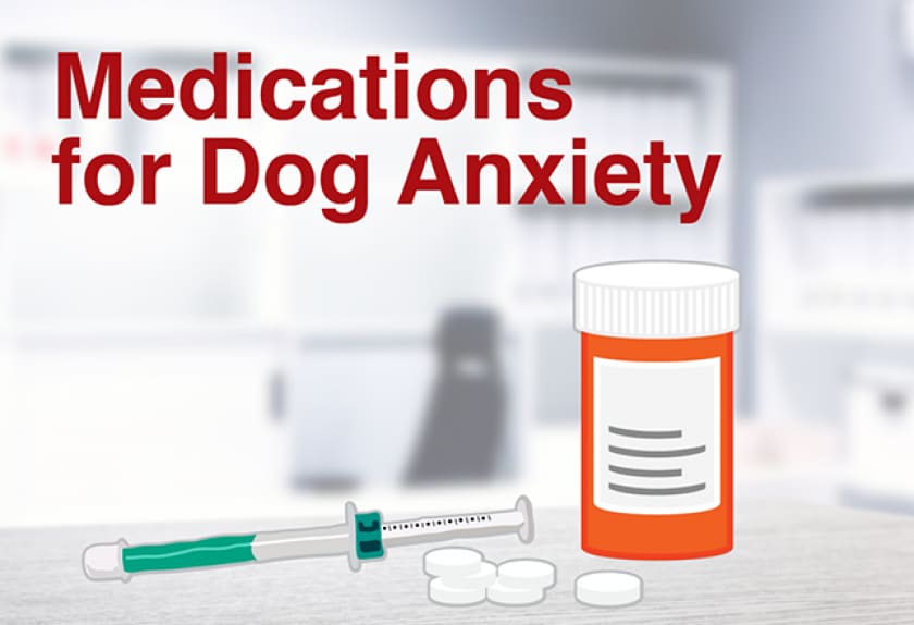 dog travel anxiety medication