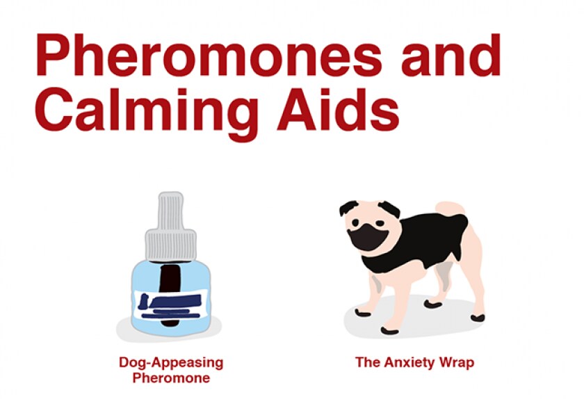 14 Medications for Dog Anxiety PetMD
