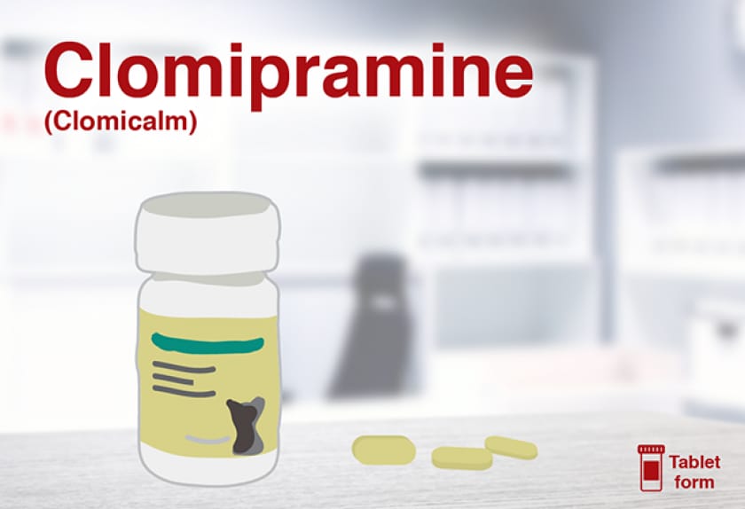 14 Medications for Dog Anxiety PetMD