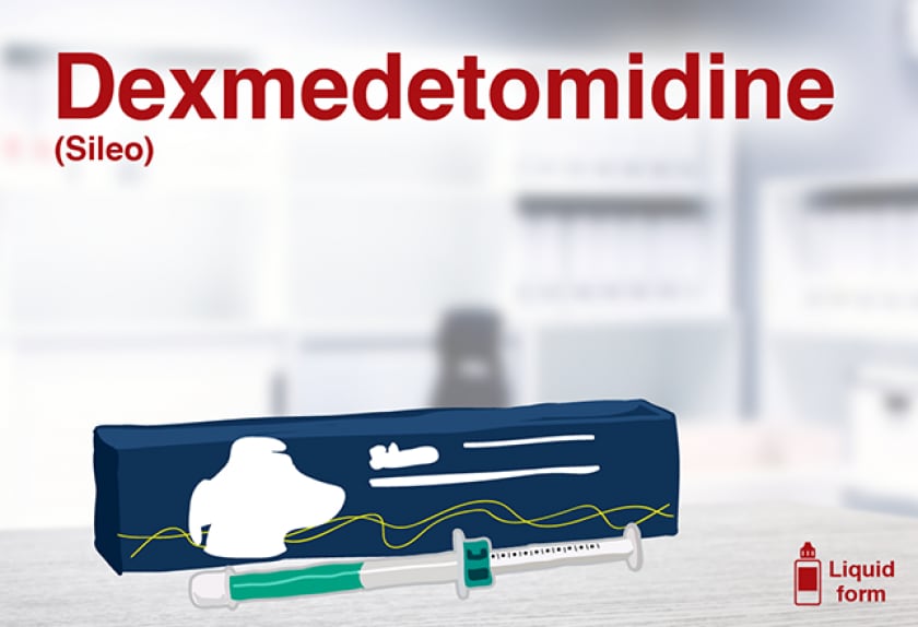 14 Medications for Dog Anxiety